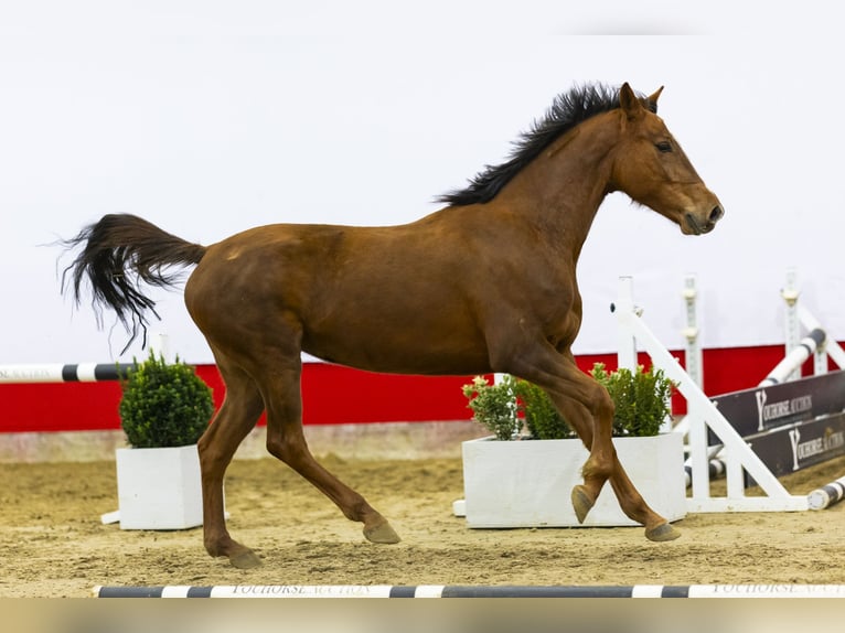 KWPN Giumenta 4 Anni 154 cm Sauro in Waddinxveen