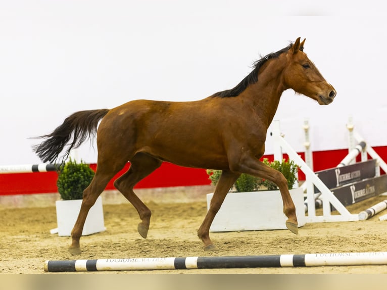 KWPN Giumenta 4 Anni 154 cm Sauro in Waddinxveen