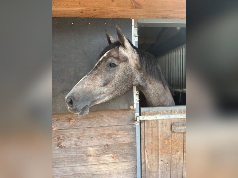KWPN Giumenta 4 Anni 155 cm Grigio in Nijverdal