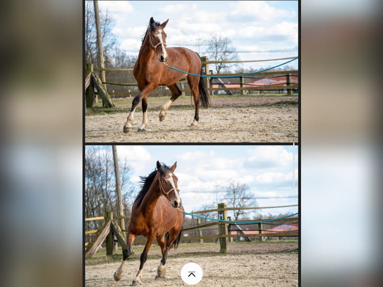 KWPN Giumenta 4 Anni 156 cm Sauro scuro in Hemer