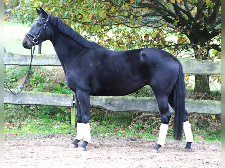 KWPN Giumenta 4 Anni 157 cm Morello in uelsen