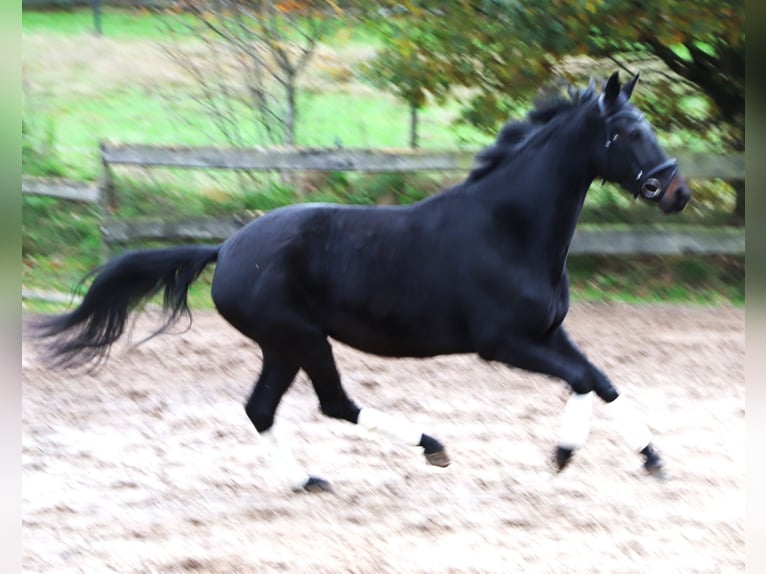 KWPN Giumenta 4 Anni 157 cm Morello in uelsen