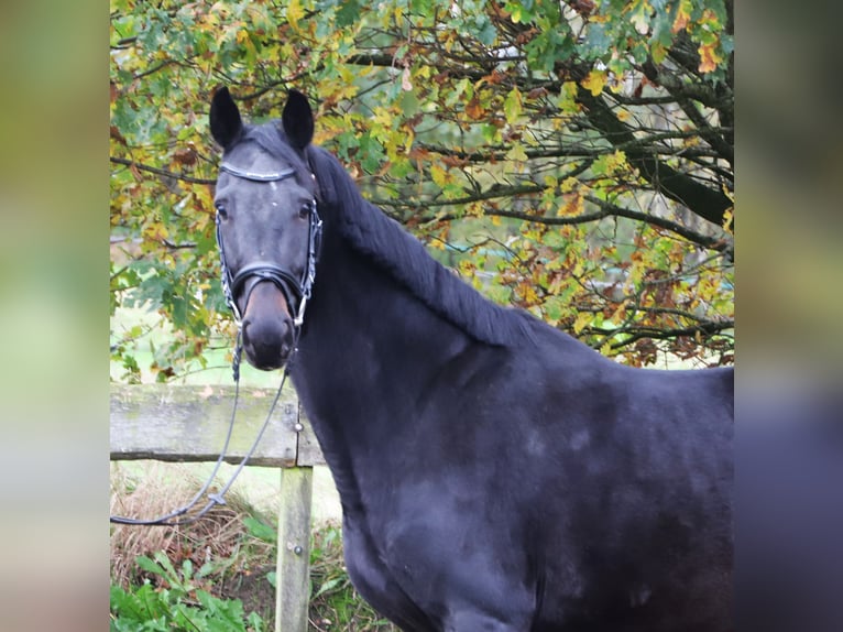 KWPN Giumenta 4 Anni 157 cm Morello in uelsen