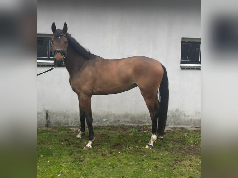 KWPN Giumenta 4 Anni 158 cm Baio in Velp