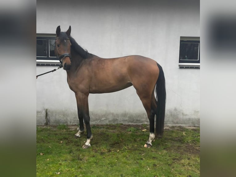 KWPN Giumenta 4 Anni 158 cm Baio in Velp