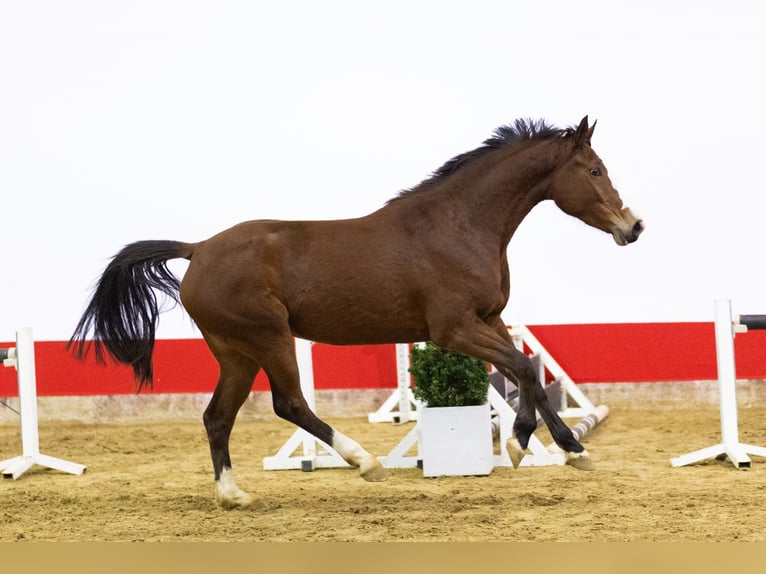KWPN Giumenta 4 Anni 160 cm Baio in Waddinxveen