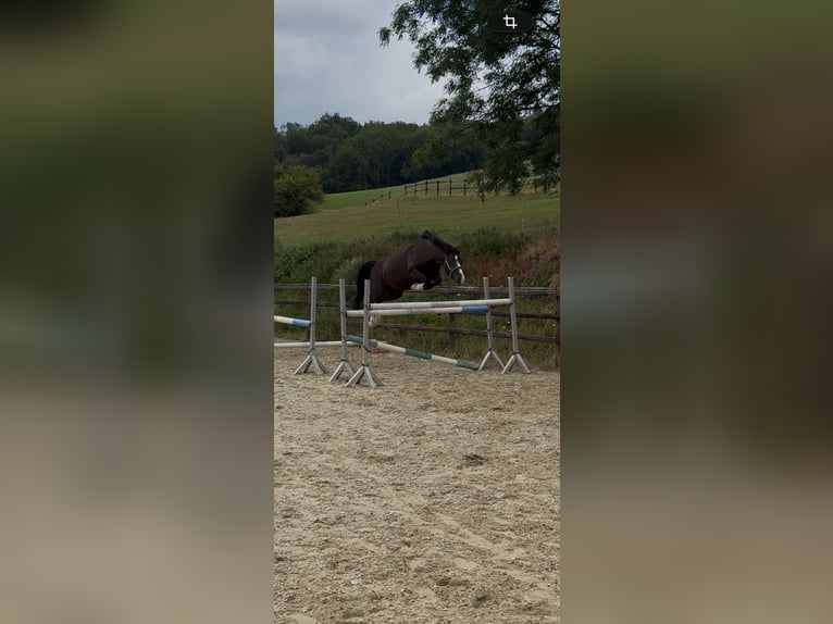 KWPN Giumenta 4 Anni 160 cm Morello in Hennef