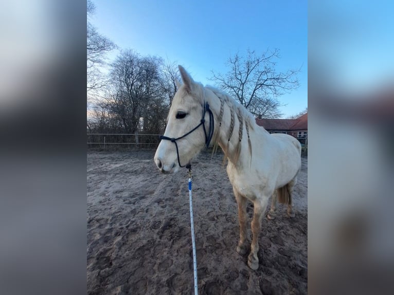 KWPN Giumenta 4 Anni 160 cm Palomino in Weener
