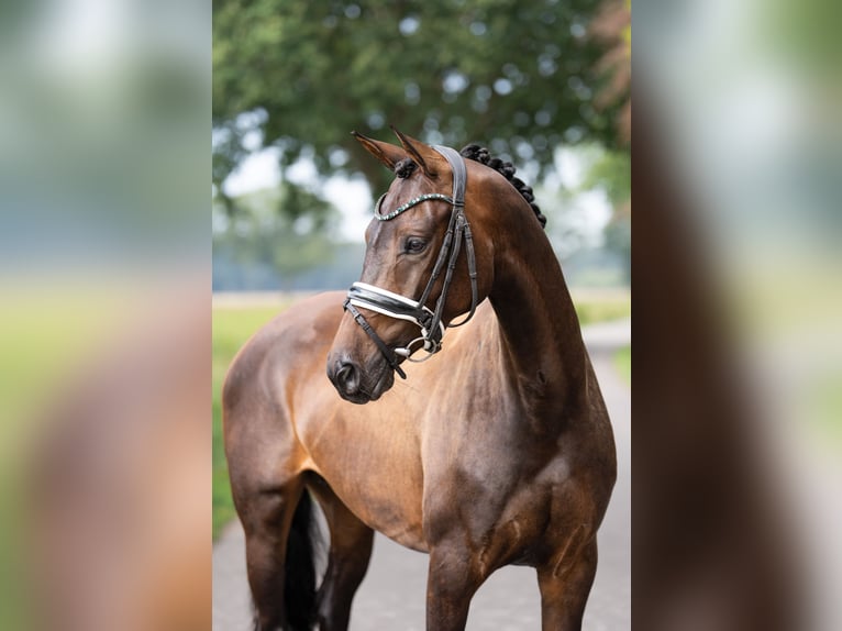 KWPN Giumenta 4 Anni 161 cm Baio scuro in Oosterhout