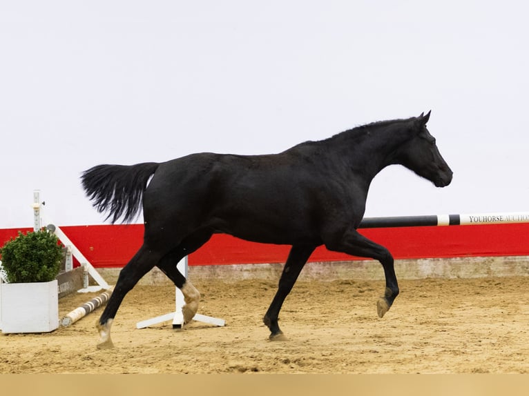 KWPN Giumenta 4 Anni 161 cm Morello in Waddinxveen