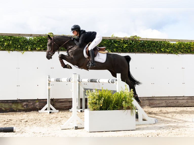 KWPN Giumenta 4 Anni 161 cm Morello in Waddinxveen KWPN Giumenta 4 Anni 161 cm Morello in Waddinxveen