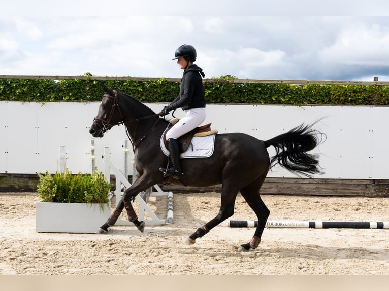 KWPN Giumenta 4 Anni 161 cm Morello in Waddinxveen KWPN Giumenta 4 Anni 161 cm Morello in Waddinxveen