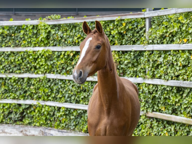 KWPN Giumenta 4 Anni 161 cm Sauro in Waddinxveen