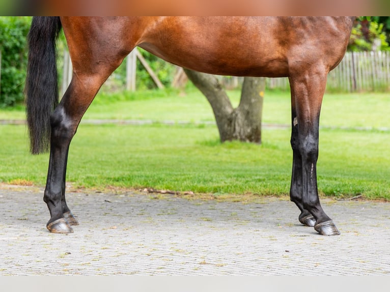 KWPN Giumenta 4 Anni 162 cm Baio in Grote-Brogel