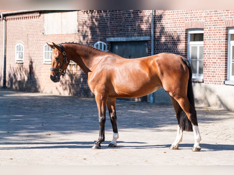 KWPN Giumenta 4 Anni 162 cm Baio in Kaulille