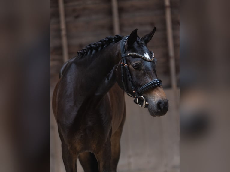KWPN Giumenta 4 Anni 162 cm Baio nero in Daarlerveen