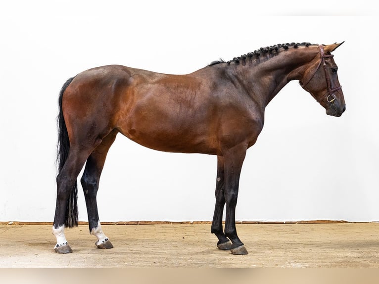 KWPN Giumenta 4 Anni 162 cm Baio scuro in Waddinxveen