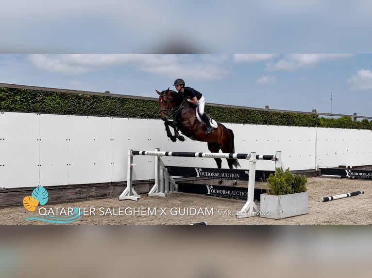 KWPN Giumenta 4 Anni 162 cm Baio scuro in Waddinxveen