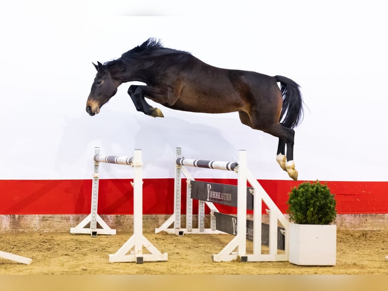 KWPN Giumenta 4 Anni 162 cm Baio scuro in Waddinxveen