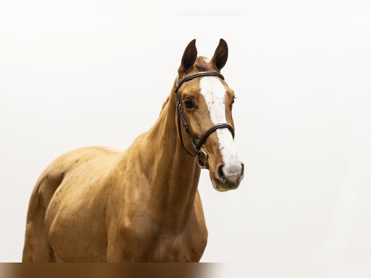 KWPN Giumenta 4 Anni 162 cm in Waddinxveen