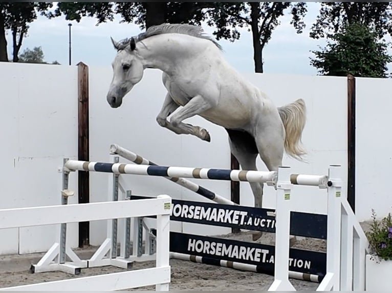 KWPN Giumenta 4 Anni 162 cm Grigio in Waddinxveen