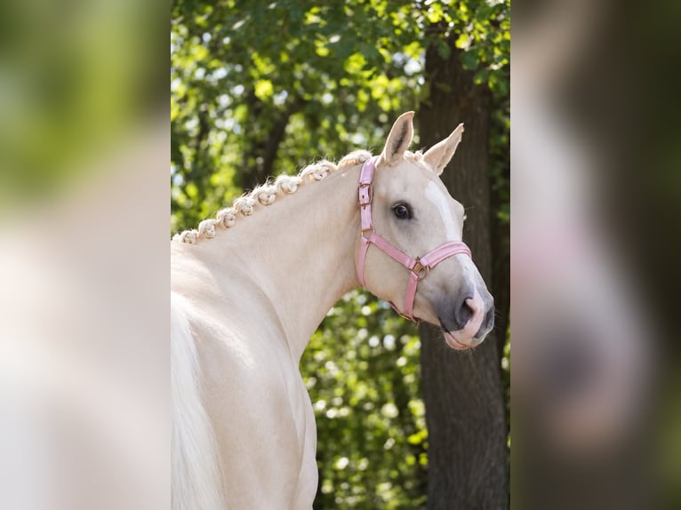 KWPN Giumenta 4 Anni 162 cm Palomino in Nettersheim
