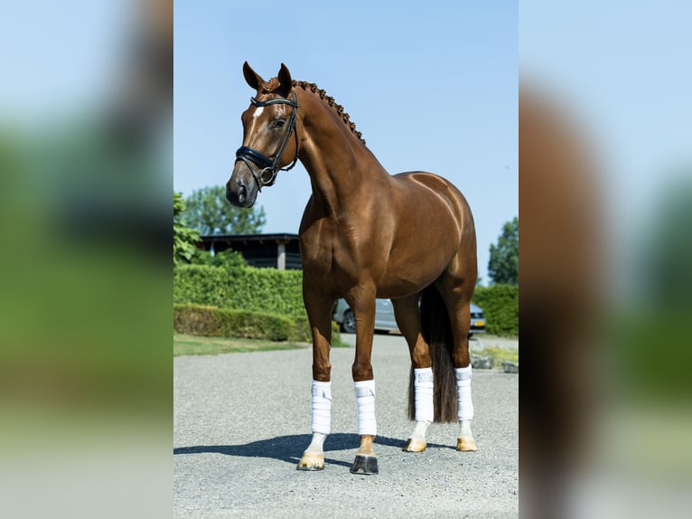 KWPN Giumenta 4 Anni 162 cm Sauro in Bruchem