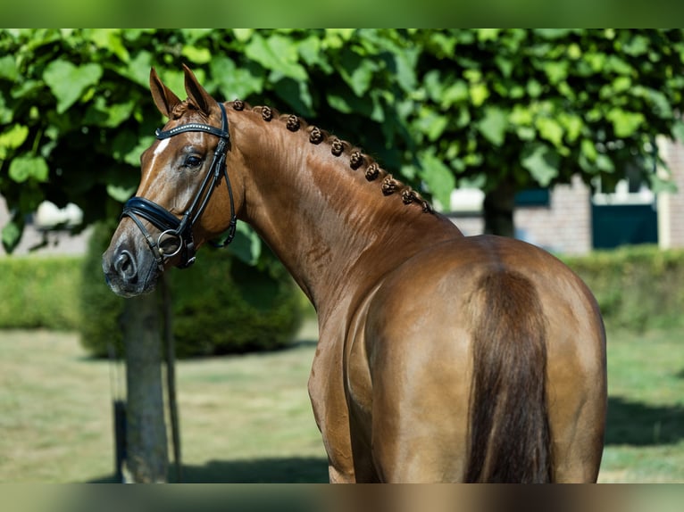 KWPN Giumenta 4 Anni 162 cm Sauro in Bruchem