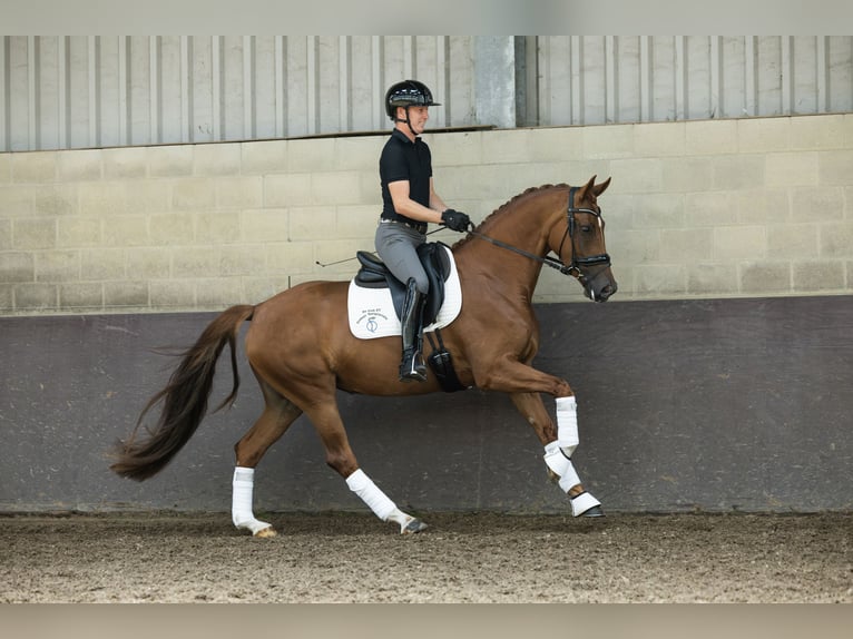 KWPN Giumenta 4 Anni 162 cm Sauro in Bruchem