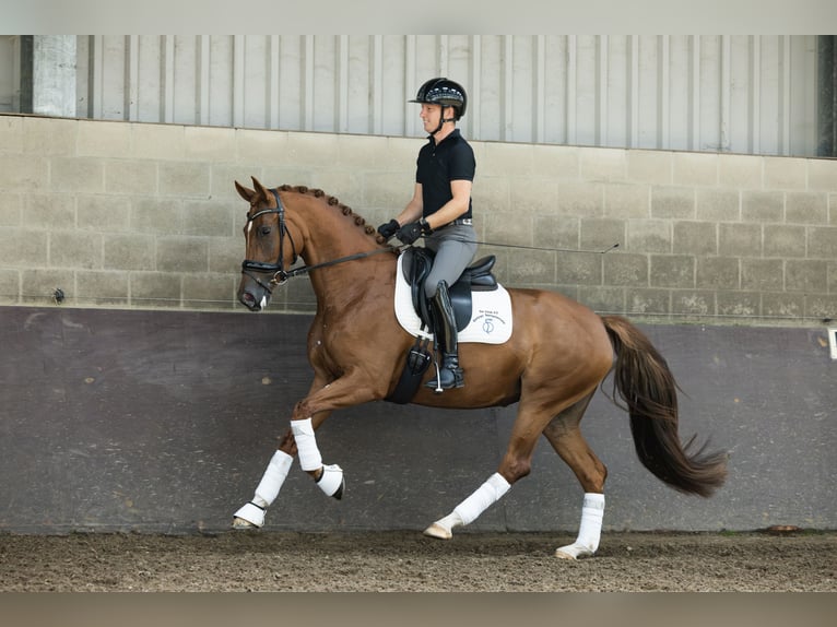 KWPN Giumenta 4 Anni 162 cm Sauro in Bruchem