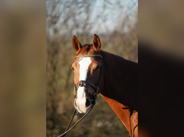 KWPN Giumenta 4 Anni 162 cm Sauro in Lengdorf