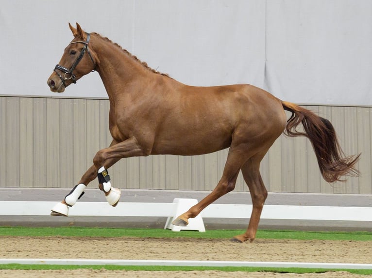 KWPN Giumenta 4 Anni 162 cm Sauro scuro in Münster