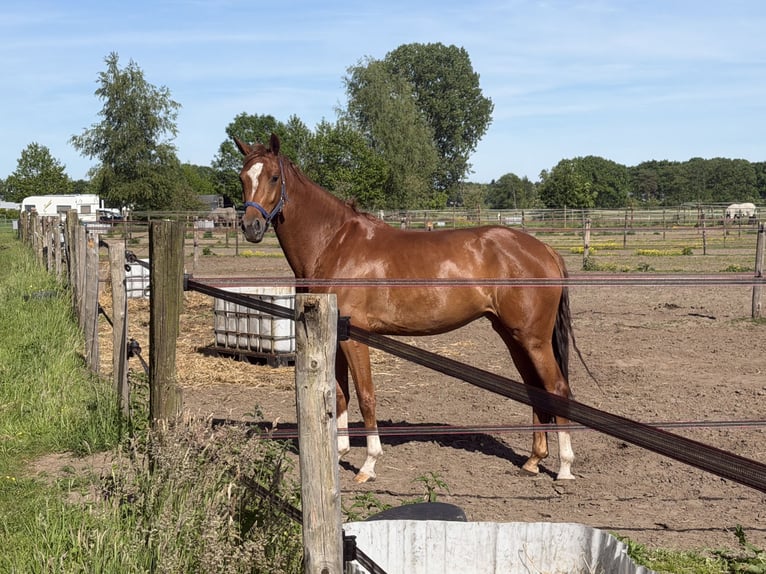 KWPN Giumenta 4 Anni 162 cm Sauro scuro in Otterlo Gelderland