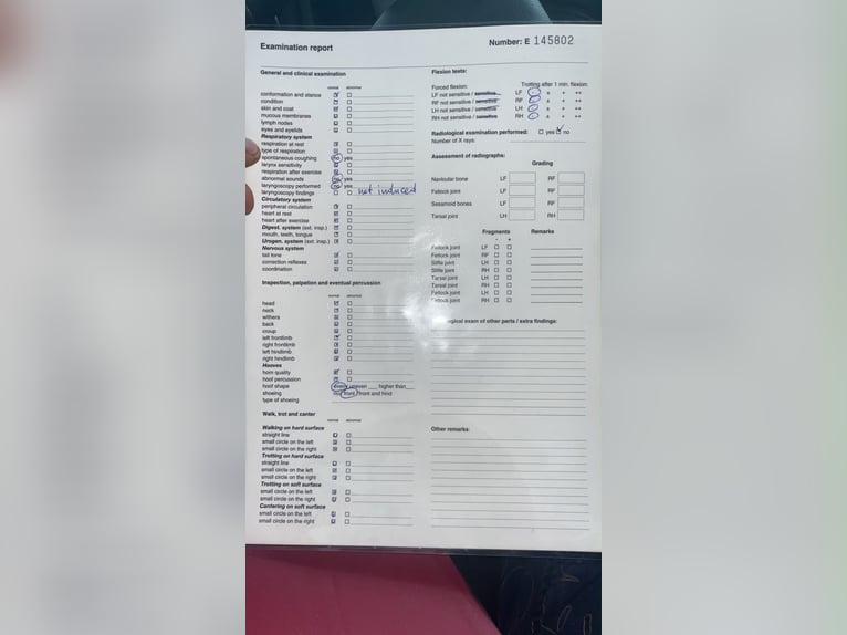 KWPN Giumenta 4 Anni 163 cm Baio in Wierden
