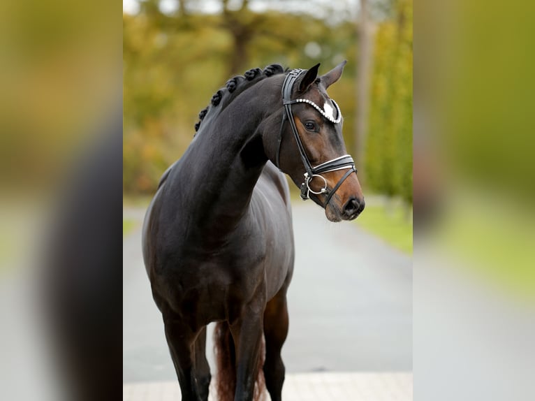 KWPN Giumenta 4 Anni 163 cm Baio nero in Steinfurt