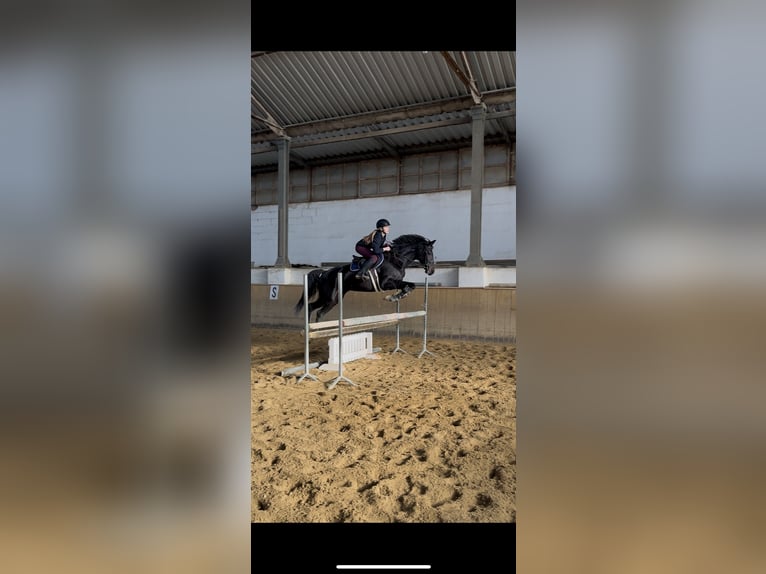 KWPN Giumenta 4 Anni 163 cm Baio nero in dys