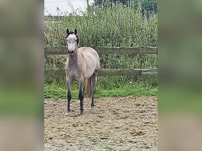 KWPN Giumenta 4 Anni 163 cm Grigio in stokkum