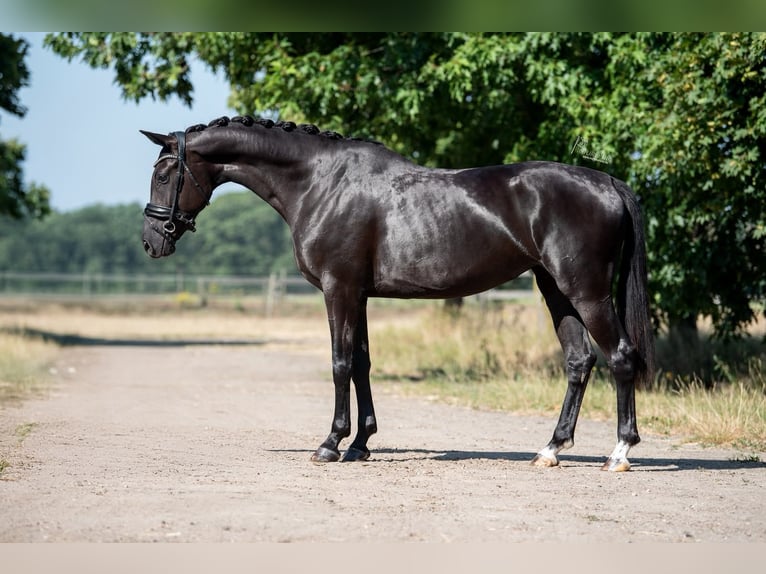 KWPN Giumenta 4 Anni 163 cm Morello in peer
