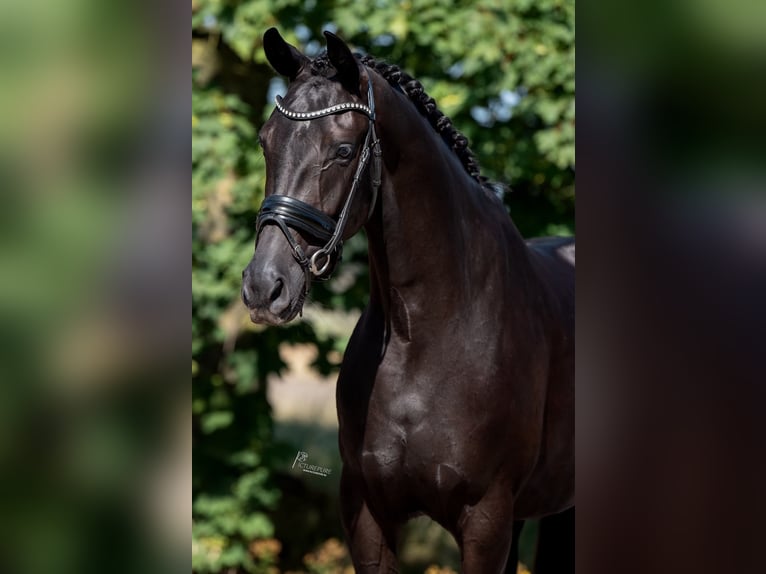 KWPN Giumenta 4 Anni 163 cm Morello in peer