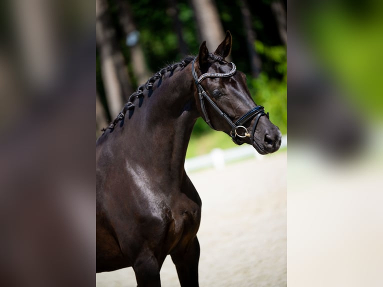 KWPN Giumenta 4 Anni 163 cm Morello in Uden