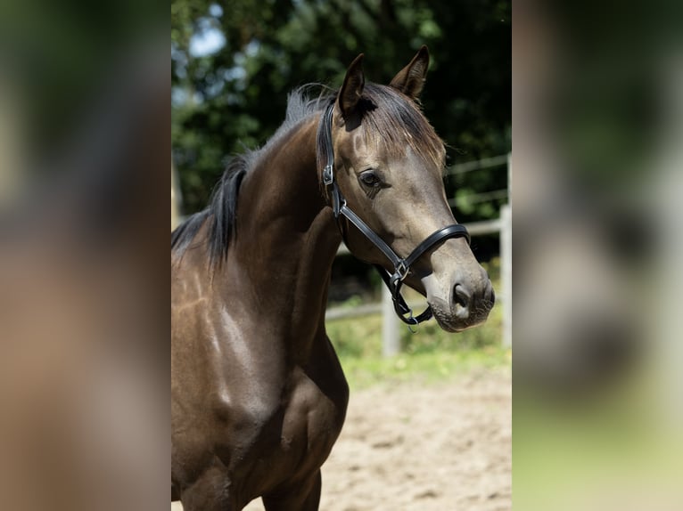 KWPN Giumenta 4 Anni 163 cm Pelle di daino in Ulicoten