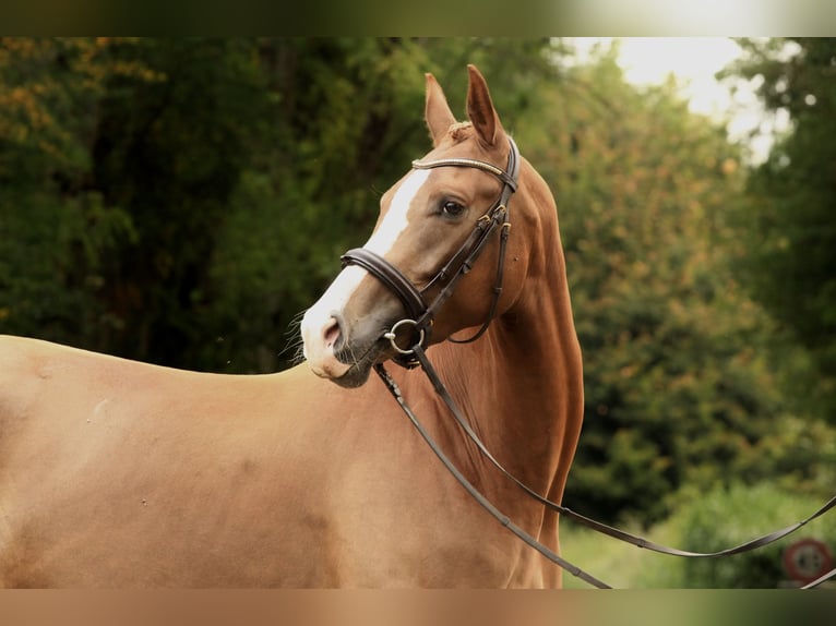 KWPN Giumenta 4 Anni 163 cm Sauro in Ch&#xE9;ronnac