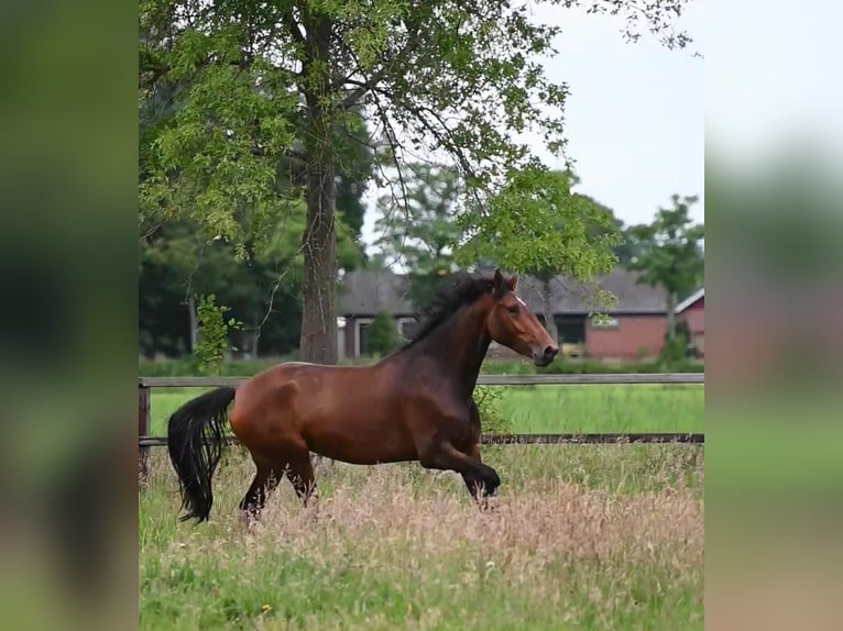 KWPN Giumenta 4 Anni 164 cm Baio in Mariënvelde
