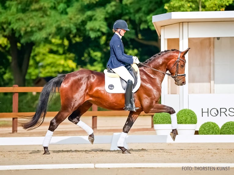 KWPN Giumenta 4 Anni 164 cm Baio in Verden