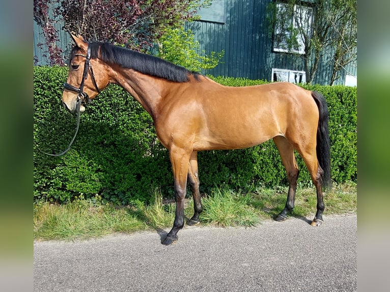 KWPN Giumenta 4 Anni 164 cm Baio in WOUWSE PLANTAGE