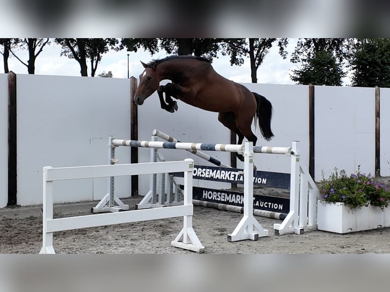 KWPN Giumenta 4 Anni 164 cm Baio in Waddinxveen