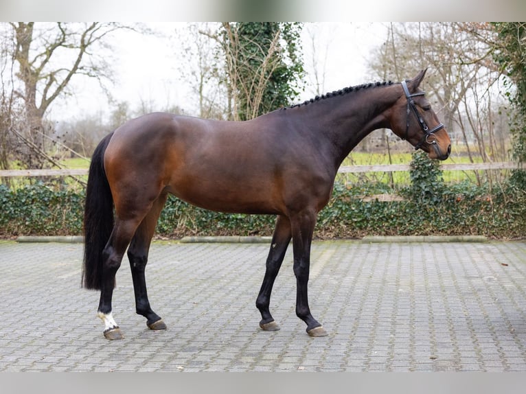 KWPN Giumenta 4 Anni 164 cm  in Heerde