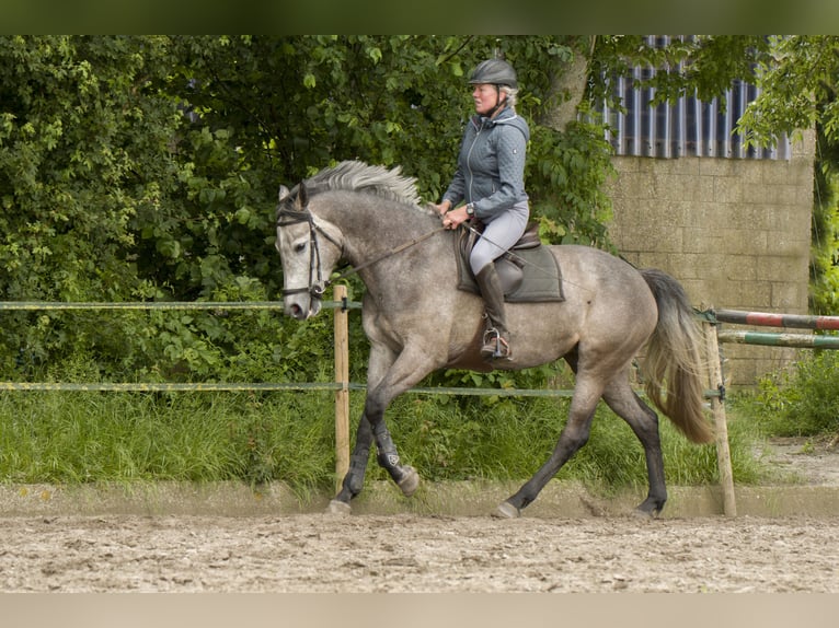 KWPN Giumenta 4 Anni 164 cm Grigio in Dronten