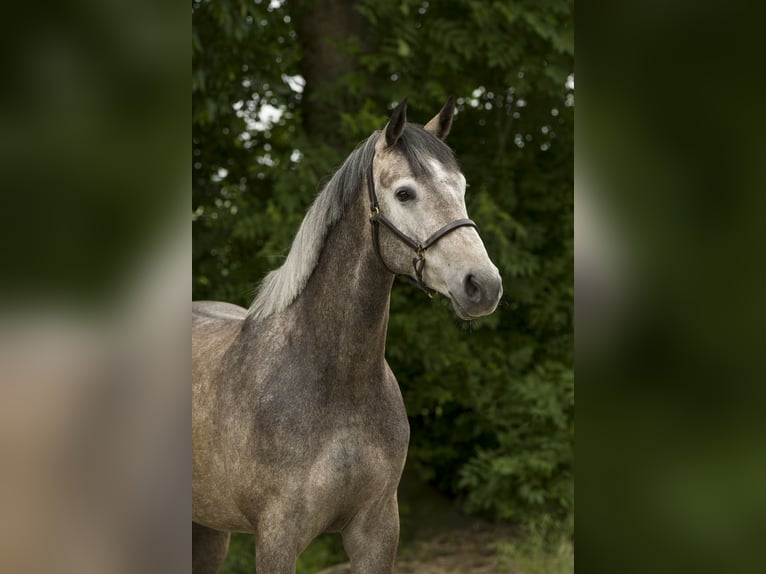 KWPN Giumenta 4 Anni 164 cm Grigio in Dronten