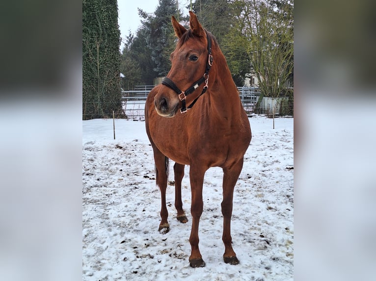 KWPN Giumenta 4 Anni 164 cm Sauro in Hillersleben